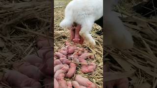 Cute rabbit  baby bunny 1 to 17 days old animals rabbit pets [upl. by Eisaj]