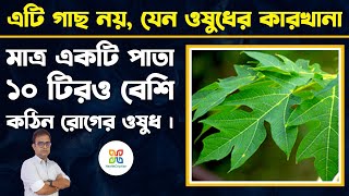 এই গাছের পাতা ১০ টিরও বেশি কঠিন রোগের ওষুধ। Papaya Leaf Juice for Dengue Immunity amp PCOD Treatment [upl. by Helms]