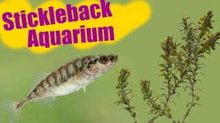 I stumbled upon sticklebacks and put them in a tank [upl. by Oigroig685]