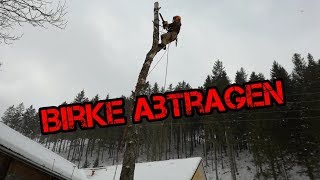 Baum abtragen  gefahrenloses Fällen einer Birke mit Baumsteigeisen [upl. by Enner568]