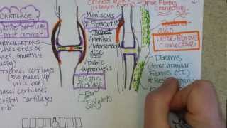 Connective Tissue Continued [upl. by Ric]