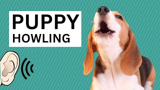 Puppy Dog Howling Sound  Cute Dog Howling [upl. by Ennylhsa]