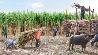 Sugarcane Growing and Harvesting With Primitive and Modern Machine Technologies [upl. by Salvador]