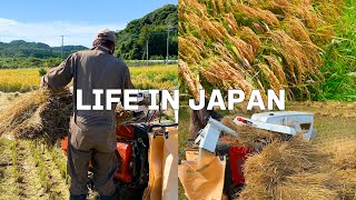 Vlog Daily life in Japan🇯🇵 Feeling autumn while helping my father harvest rice [upl. by Arakat637]