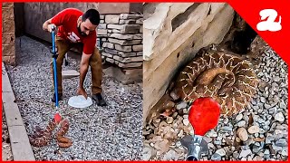 So  We Got a Call The Largest Neighborhood Rattlesnake of the Year [upl. by Setiram]