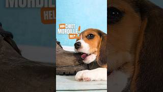 Pourquoi mon chiot mordille  dog chien fyp [upl. by Arded]