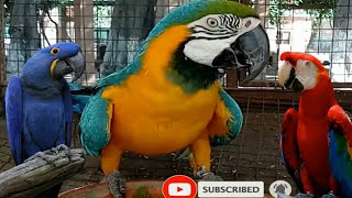 macaw parrot talking  macaw parrot sound [upl. by Egrog]