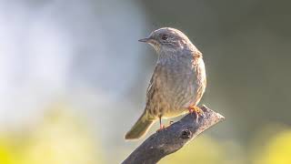 The song of the Dunnock  Nature and birds sound  10 Hours [upl. by Sewell]