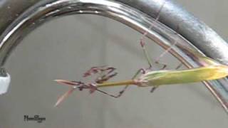 סוסתהשד המצויה  Empusa fasciata צולם בשומרון [upl. by Aramenta209]