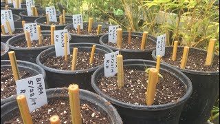 Propagating Bamboo Using Cane Cuts [upl. by Most45]