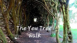 THE YEW WALK Gormanstown castle [upl. by Aiela]