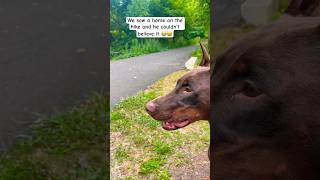 Bro said what is that thing 😯 lifestyle hiking dailywalk doberman subscribe shorts dogshorts [upl. by Bertero]