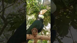 Wreathed hornbill animals dogowner cute beautiful [upl. by Ajin]