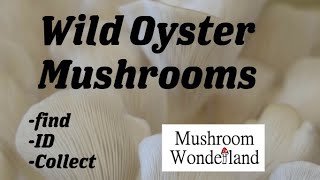 Finding spring Oyster Mushrooms Pleurotus ostreatus [upl. by Bollay]