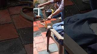 ചേരയെ കുടിയൊഴിപ്പിക്കാൻ പെട്ട പാട്🐍 Rat snake rescue sarpa urbansnakelife snakerescue [upl. by Asiluy637]