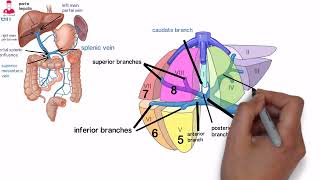 Liver anatomy full lecture English [upl. by Olegnad747]