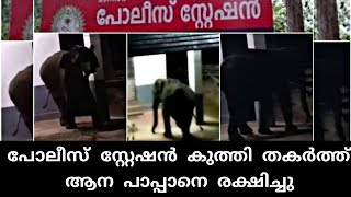 പോലീസ് സ്റ്റേഷൻ തകർത്ത് പാപ്പാനെ രക്ഷിച്ച ആന  video  elephant attack kerala [upl. by Champ]