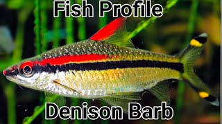 Denison Barb Profile Important Information before you buy these fish Everything you need to know [upl. by Parker]