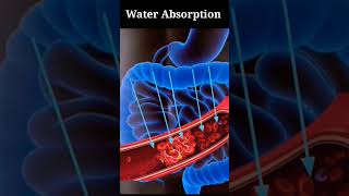 How is Urine Produced Urine Formation Animation shorts biology [upl. by Edieh]