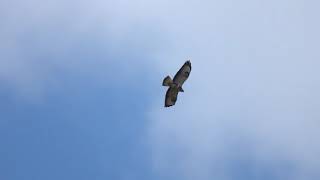 buizerd in vlucht [upl. by Viehmann]