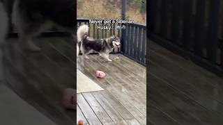 The real life adventures of Siberian Husky pawrenting 🐺😫🤷🏻‍♂️ siberianderpskies husky dogdad [upl. by Josselyn631]