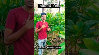 Plumeria rubra nursery plants india champa [upl. by Nnylannej823]