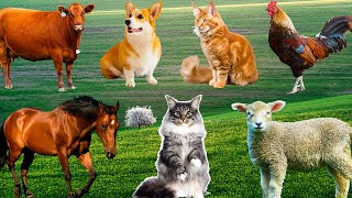 Farm animals animal sounds cow chicken pig elephant duck cat sounds [upl. by Ocana]