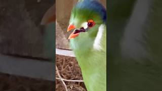 Turaco Bird Sounds like a Dog birds bird nature animals pets [upl. by Aicilra]