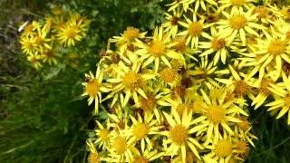 Insects on Jacobaea vulgaris common ragwort [upl. by Yvaht]