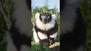 Blackandwhite Ruffed Lemur Varecia variegata [upl. by Dorthea745]