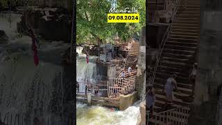 ✨Today ✅Hogenakkal Bathing 💦Falls Update💯😁 waterfall hogenakkal today ontrending shortsfeed [upl. by Latrell124]