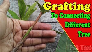 Grafting To Connecting Different Fruit Trees by Grafting Examples [upl. by Nawyt]