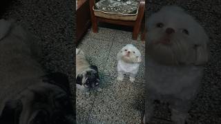 Shih tzu barking  pug barking  twodogs dogbarkingsounds dogsound viraldogs [upl. by Ibrik66]