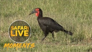 Ground Hornbills Seen Calling in the Mara [upl. by Killigrew]