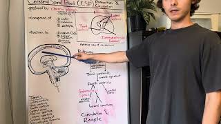 Cerebrospinal fluid  production and circulation [upl. by Nner953]