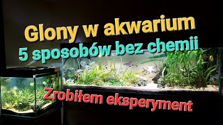 Glony w akwarium 5 sposobów bez chemii [upl. by Atiuqehs]