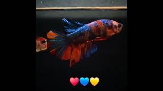 Multi coloured plakat betta fish [upl. by Daberath894]