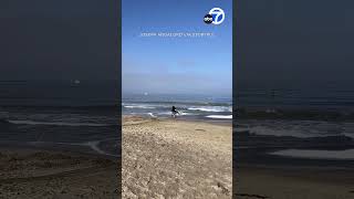 Video shows man slapping dead whales fin after it washed up on Torrance Beach [upl. by Wendt]