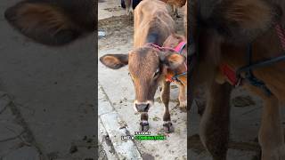 What kind of calf is this🤔cow cowvideos cowsounds calf calfsound cattle cattlefarm [upl. by Plato931]