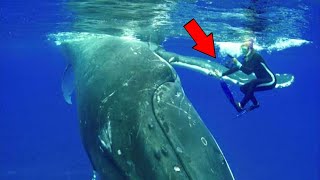 California Diver’s Heart Stops as This Whale Won’t Let Her Go But What Happens Next Is Terrifying [upl. by Karylin]