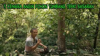 Tebang pohon Cemara angin di antara pohonquot cengkeh [upl. by Iatnwahs]