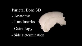 Parietal bone anatomy 3d Side Determination Osteology Parietal bone 3d anatomy Skull bone lesion [upl. by Mikeb698]