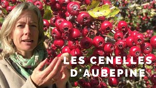 Les fruits daubépine comestibles [upl. by Coretta467]