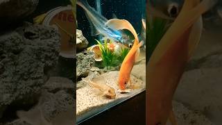 😱 aquarium shark gold koi fish [upl. by Liebowitz]