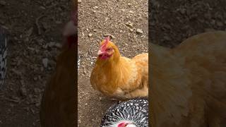 Cute chickens enjoying the warm weather chickens chickenshorts chicks funny backyardchickens [upl. by Rebmyk]