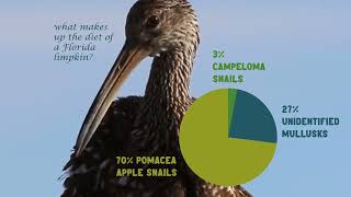 Florida Limpkin Pie Chart [upl. by Ahsekyt]