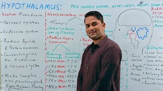 Hypothalamus Hypothalamus as a gland  Hypothalamus and their hormones Endocrine systemHindi Urdu [upl. by Sacksen]