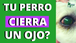 ÚLCERAS OJOS PERROS ÚLCERAS CORNEALES ¡CUIDADO SI CIERRA EL OJO [upl. by Semadar708]