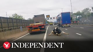 Dramatic moment cow falls from lorry into middle of M6 [upl. by Proffitt]