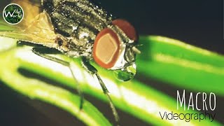 Housefly Macro  Macro Videography  Insect Macro Video  Fly Macro  Wild World TV [upl. by Nhguavoj]